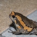 Asian Painted Frog - Photo (c) NewbieL, all rights reserved, uploaded by NewbieL