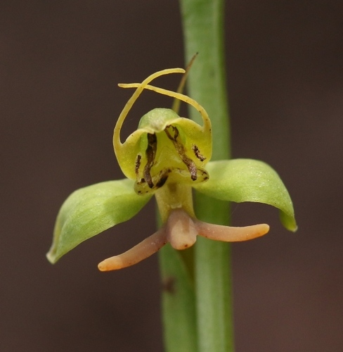 Habenaria acuminata