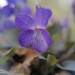 Teesdale Violet - Photo (c) shellysibi, all rights reserved, uploaded by shellysibi