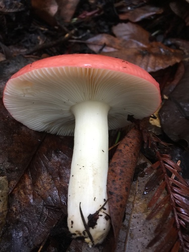 Winter Russula
