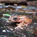 Tepui Tree Frog - Photo (c) fdinis, all rights reserved