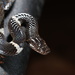 Boehme’s Wolf Snake - Photo (c) Yuehua Pu, all rights reserved, uploaded by Yuehua Pu