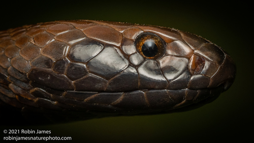 Black-necked Spitting Cobra