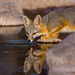 Gray Fox - Photo (c) Michael Gray, all rights reserved, uploaded by Michael Gray