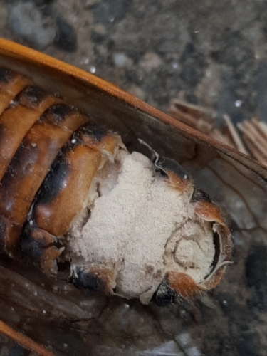 Flying saltshaker fungus