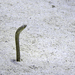 Red Sea Garden Eel - Photo (c) naturundfoto, all rights reserved, uploaded by naturundfoto