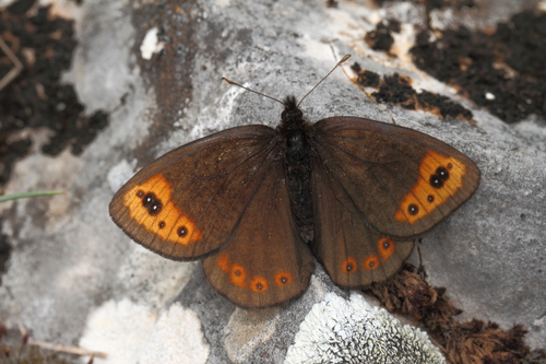 Erebia triarius von Prunner, 1798