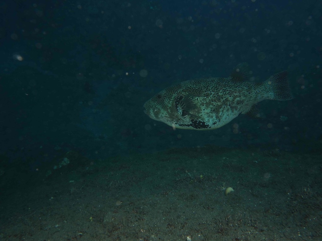 Map pufferfish