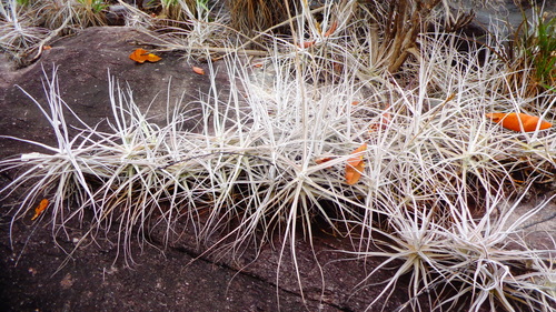 Tillandsia arhiza