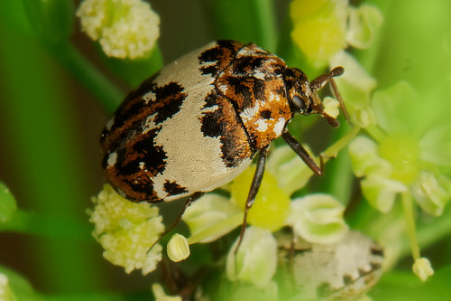 Anthrenus isabellinus Küster, 1848