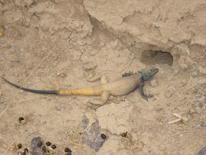 Large-scaled Rock Agama