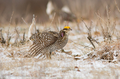 Sharp-tailed Grouse