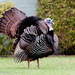 Eastern Wild Turkey - Photo (c) Gordon Dietzman, all rights reserved, uploaded by Gordon Dietzman
