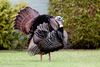 Eastern Wild Turkey - Photo (c) Gordon Dietzman, all rights reserved, uploaded by Gordon Dietzman