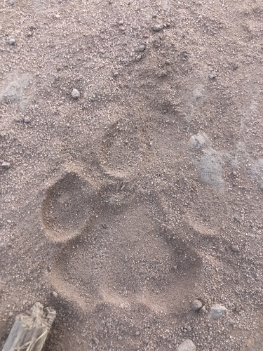 Mountain Lion Tracks – NatureTracking