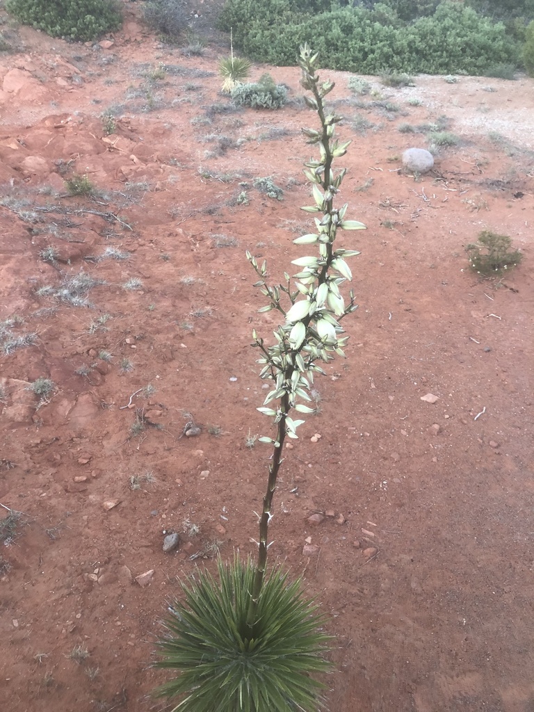 Dwarf Yucca from Dixie National Forest, Leeds, UT, US on May 19, 2021 ...