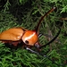 Caliper Beetle - Photo (c) Adriana Hurtado, all rights reserved, uploaded by Adriana Hurtado