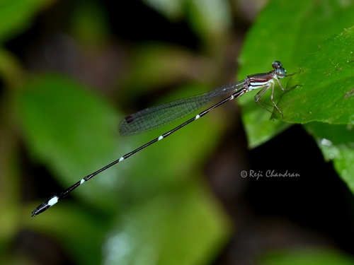 Protosticta sanguinostigma Fraser, 1922
