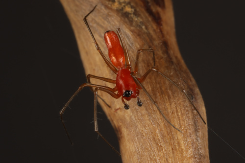 Black-tailed Red Sheetweaver