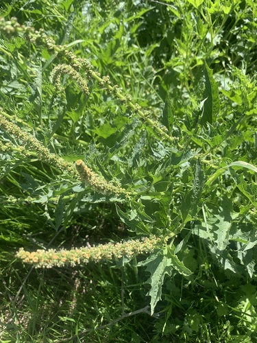 iNaturalist observation photo of California Goosefoot