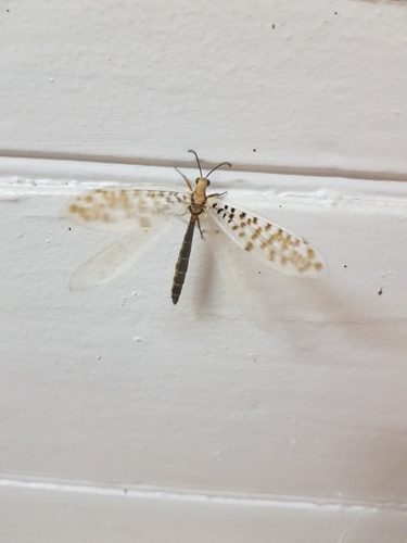 Mjobergia fulviguttata