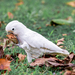 Tanimbar Corella - Photo (c) Roxanne Lau, all rights reserved, uploaded by Roxanne Lau