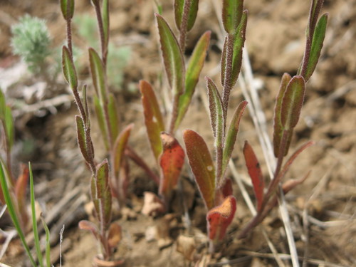 littlepod false flax