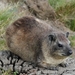 Rock Hyrax - Photo (c) D Diller, all rights reserved, uploaded by D Diller