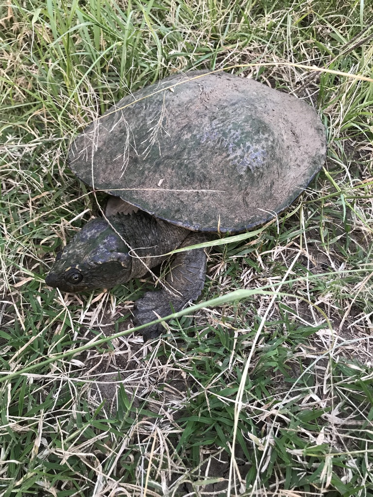 Eastern Saw-shelled Turtle From Tallegalla Road, Tallegalla, Qld, Au On 