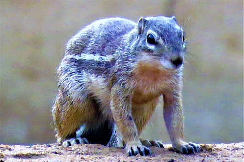 Striped Ground Squirrel