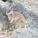 Mareeba Rock-Wallaby - Photo (c) magnusl, all rights reserved