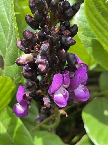 Dioclea wilsonii Standl.