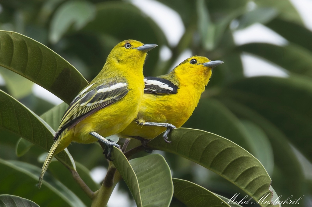 Common Iora photo