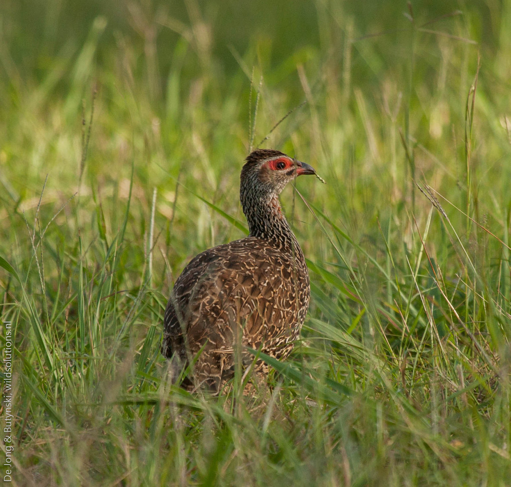 Clapperton's Spurfowl (Pternistis clappertoni) photo