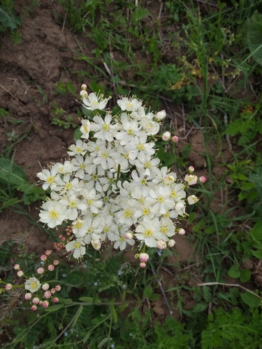 Dropwort