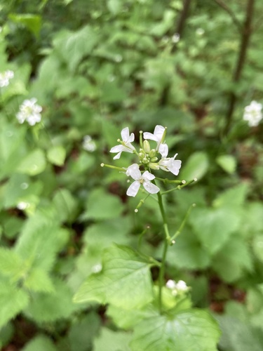 garlic mustard