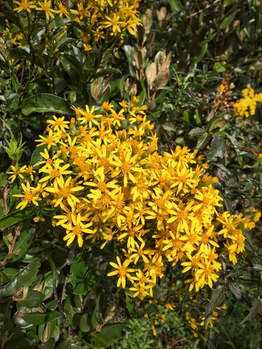 Dendrophorbium