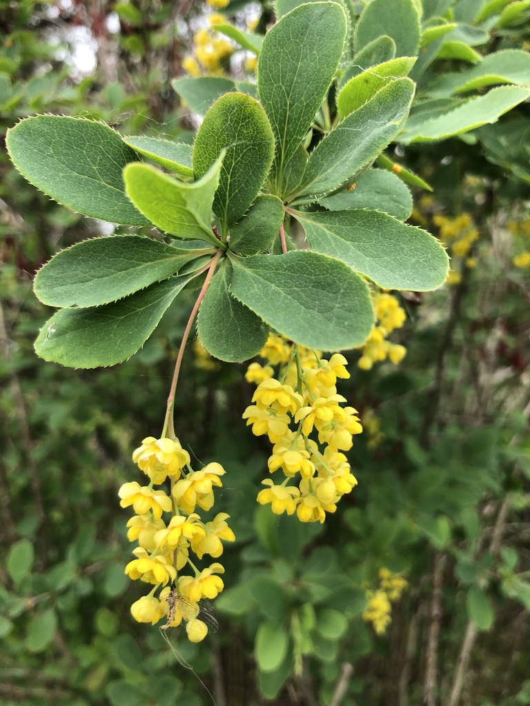 Berberis vulgaris — an easy houseplant, prefers partial sun light