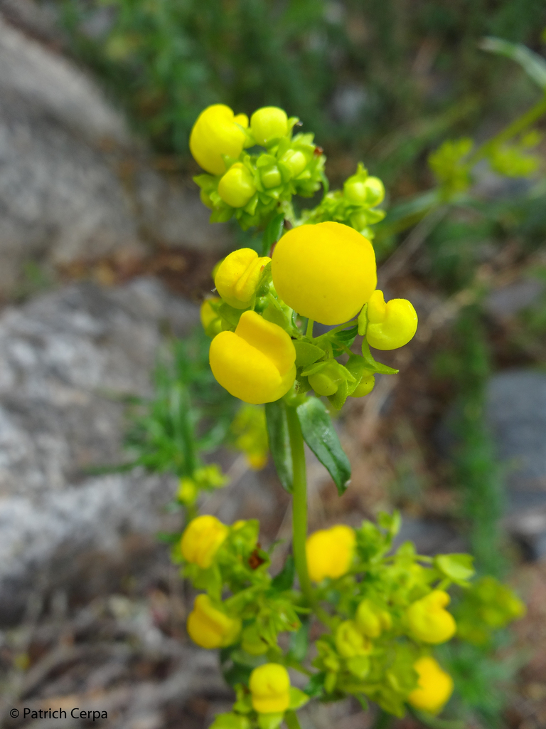Calceolaria