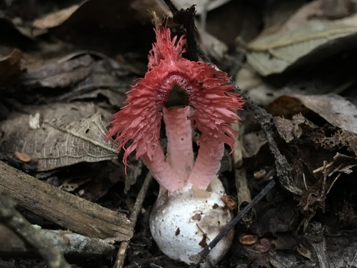 Laternea pusilla