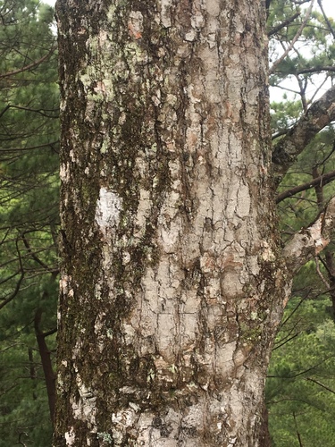 Quercus elliptica