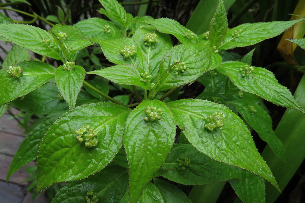 Helwingia japonica (Helwingia japonica)