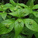 Helwingia japonica - Photo (c) Enya Liang, todos los derechos reservados, subido por Enya Liang