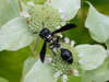 Zethus spinipes - Photo (c) Timothy Reichard, all rights reserved, uploaded by Timothy Reichard