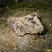 Phantom Velvetfish - Photo (c) tamsynmann, all rights reserved, uploaded by tamsynmann
