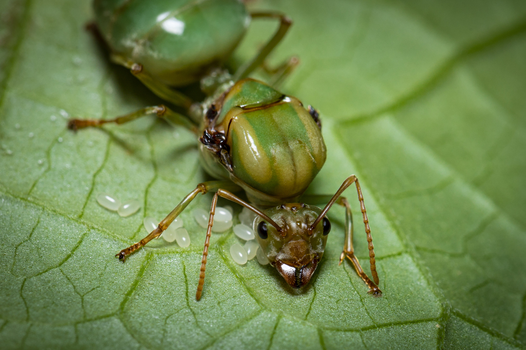 Photos of Asian Weaver Ant (Oecophylla smaragdina) · iNaturalist