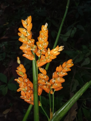 Stromanthe