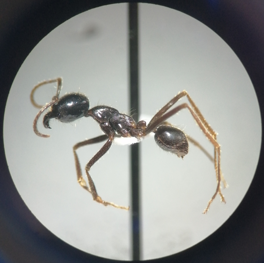 Labidus praedator from Chiapas on July 10, 2019 by Carlos Ramírez ...