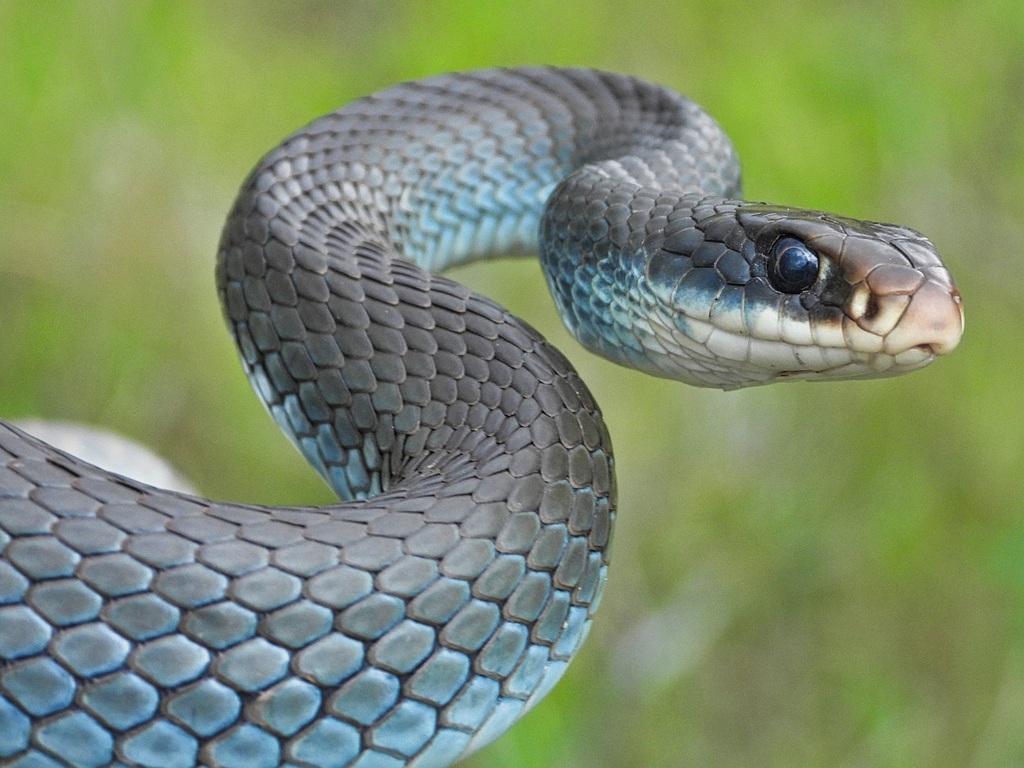 Blue Racer in May 2021 by Simon Tolzmann · iNaturalist