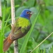 Painted Bunting - Photo (c) Simon Tolzmann, all rights reserved, uploaded by Simon Tolzmann